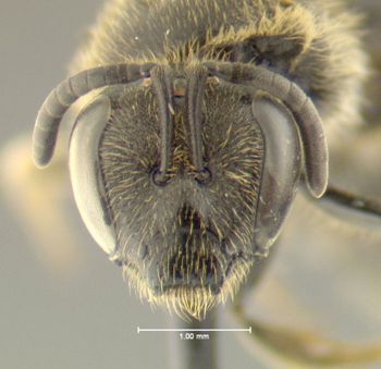 Media type: image;   Entomology 610622 Aspect: head frontal view